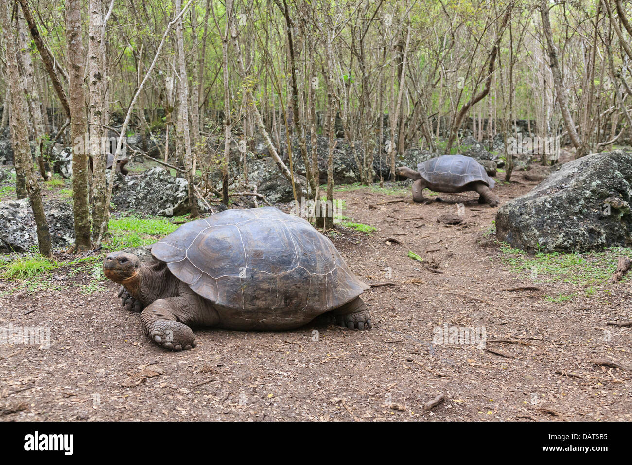 Le Galapagos tartaruga, la Tartaruga gigante, Chelonoidis nigra, isola Floreana, Isole Galapagos, Ecuador Foto Stock