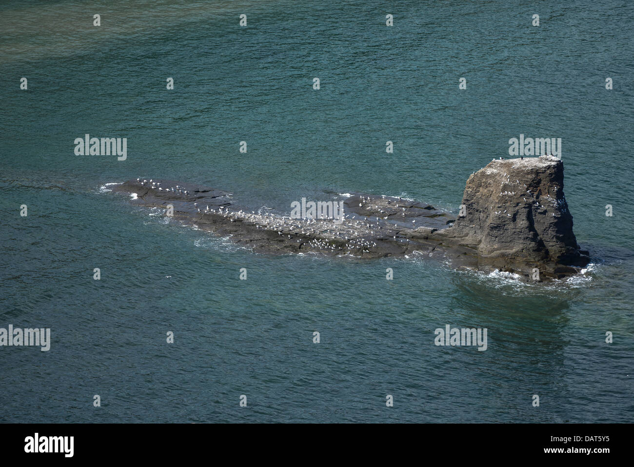 Fotografia aerea di un piccolo mare colonia di uccelli east coast UK Foto Stock