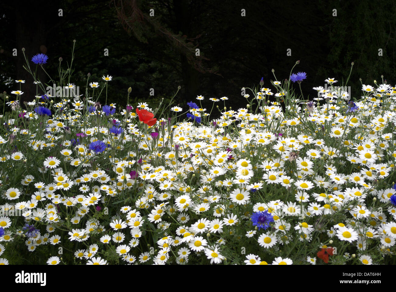 Cornfield annuale mix di fiori nel giardino di confine, Norfolk, GB. Foto Stock