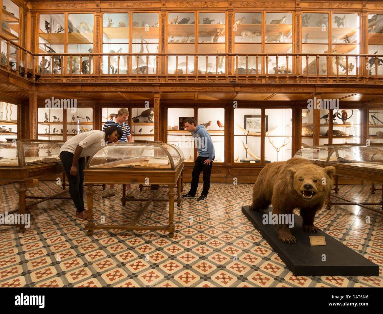 Il Museu de Zoologia (museo di zoologia) a Coimbra, Portogallo, Europa Foto Stock