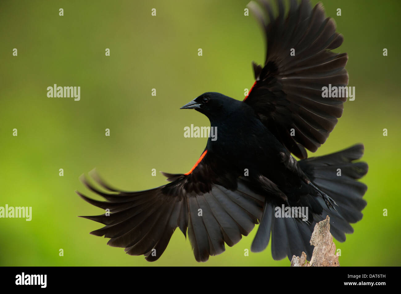 Un maschio rosso-winged blackbird lasciando il suo pesce persico Foto Stock