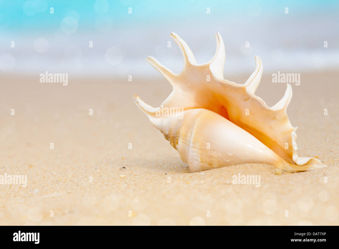 Seashell sulla spiaggia di sabbia Foto Stock