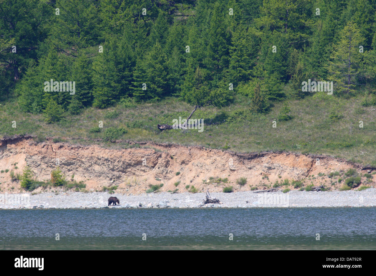 L'orso bruno (Ursus arctos) presso la costa del lago Baikal, Siberia, Russia Foto Stock