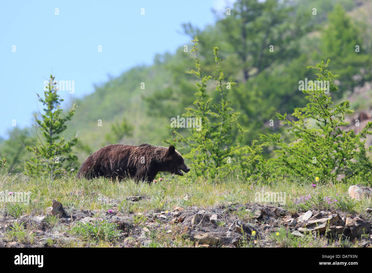 L'orso bruno (Ursus arctos) salendo su per la montagna, lago Baikal, Siberia, Russia Foto Stock