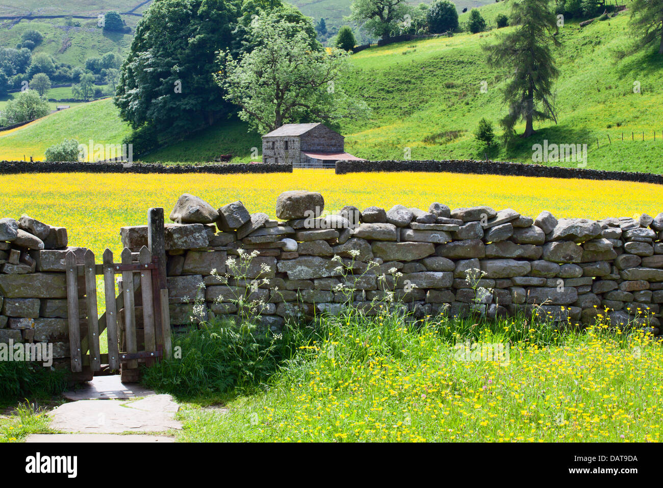 Asciugare la parete in pietra e cancello in Buttercup prato in Muker Swaledale Yorkshire Dales Inghilterra Foto Stock