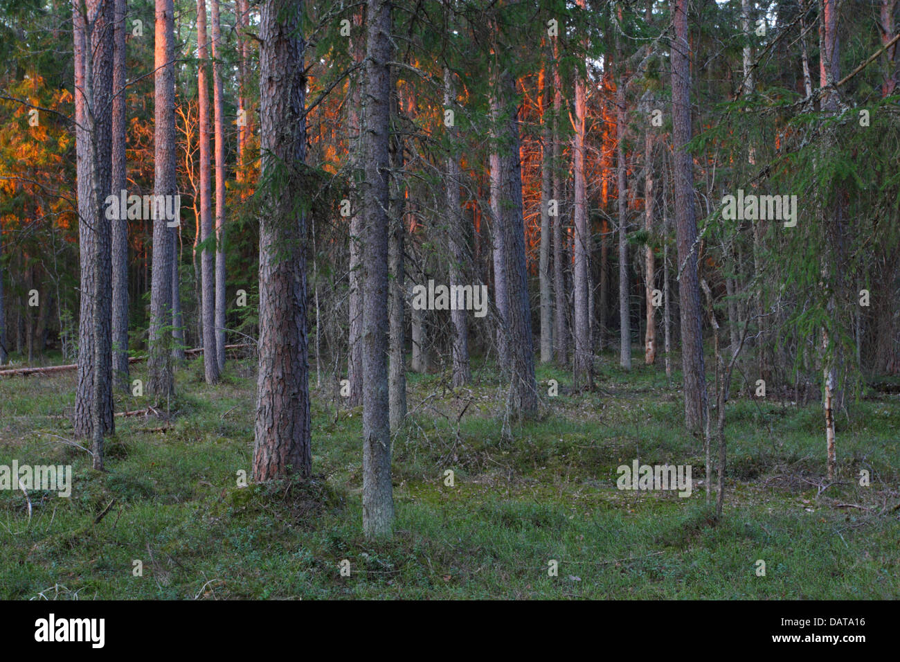 Vecchia Foresta primordiale, Alam-Pedja Riserva Naturale, Estonia, Europa Foto Stock