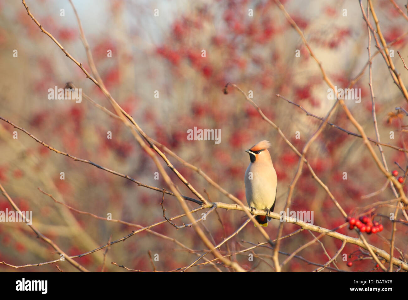 (Waxwing Bombycilla garrulus). Europa Foto Stock