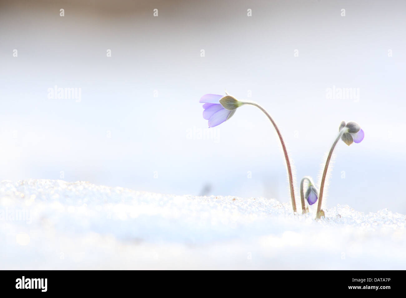 Primo segno di primavera - Hepatica Flower's (Hepatica nobilis) fiorire nella neve. Europa Foto Stock