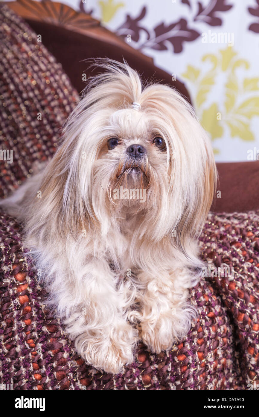 Giovani shih tzu in posa su una sedia contro uno sfondo di Damasco. Foto Stock