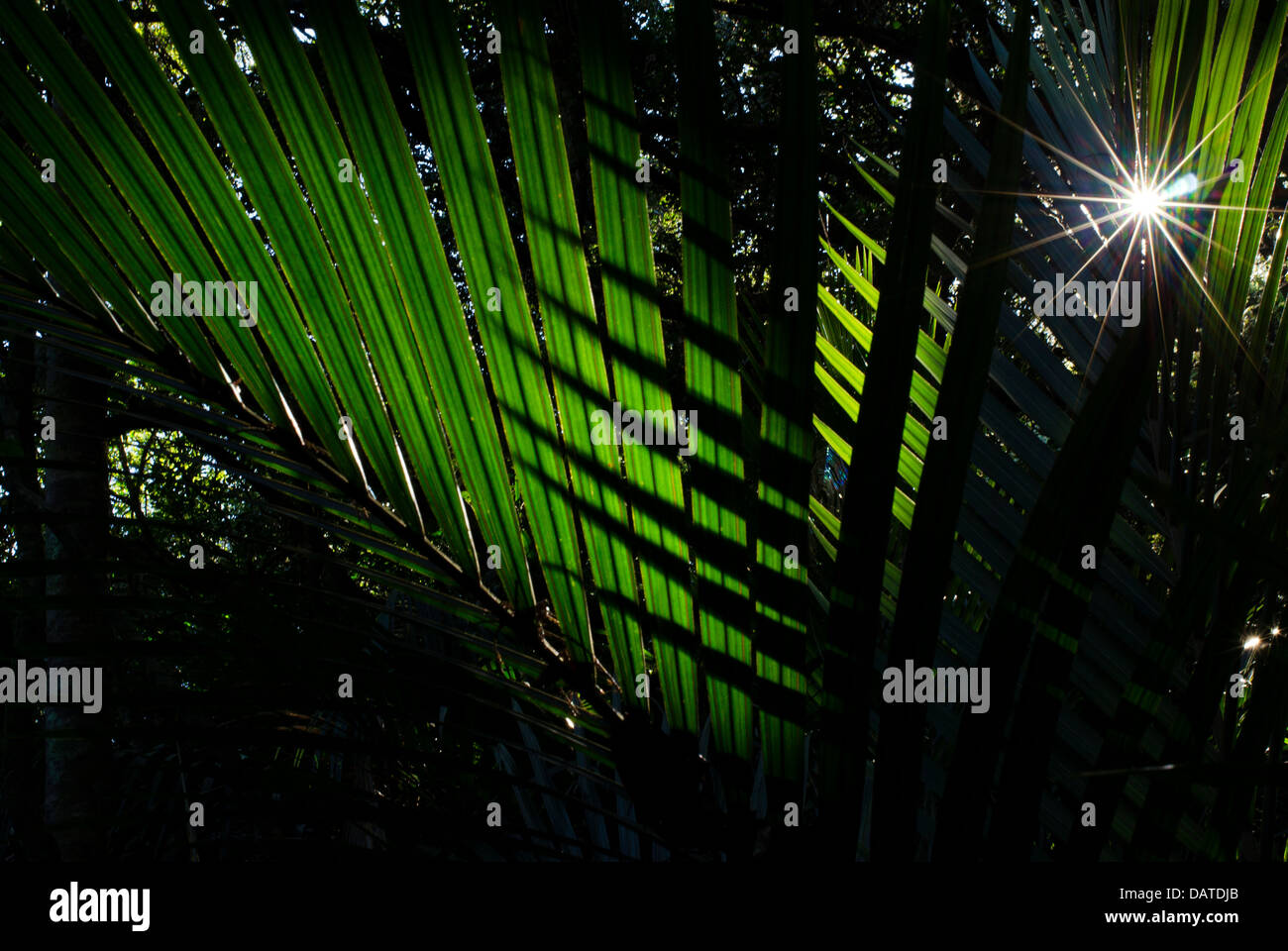 Palm tree foglie e il sole Foto Stock