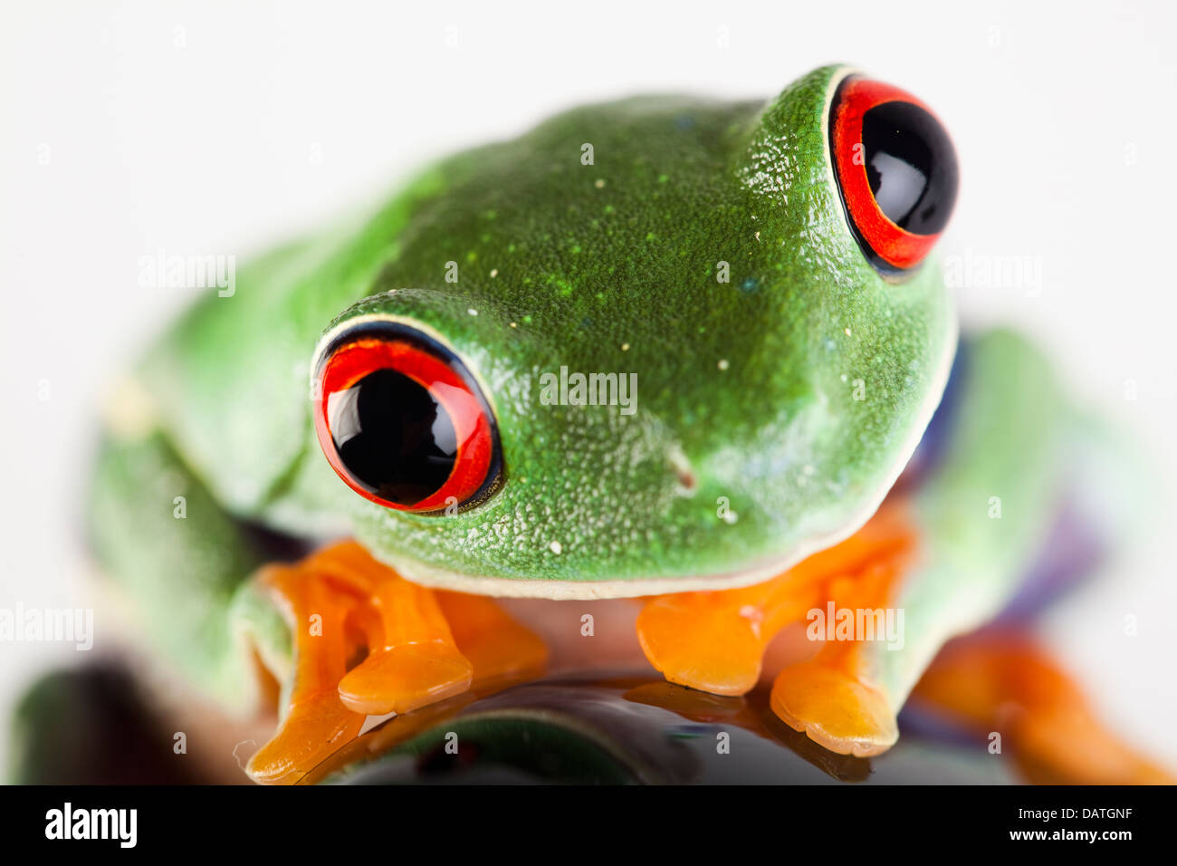 Piccolo animale red eyed frog Foto Stock