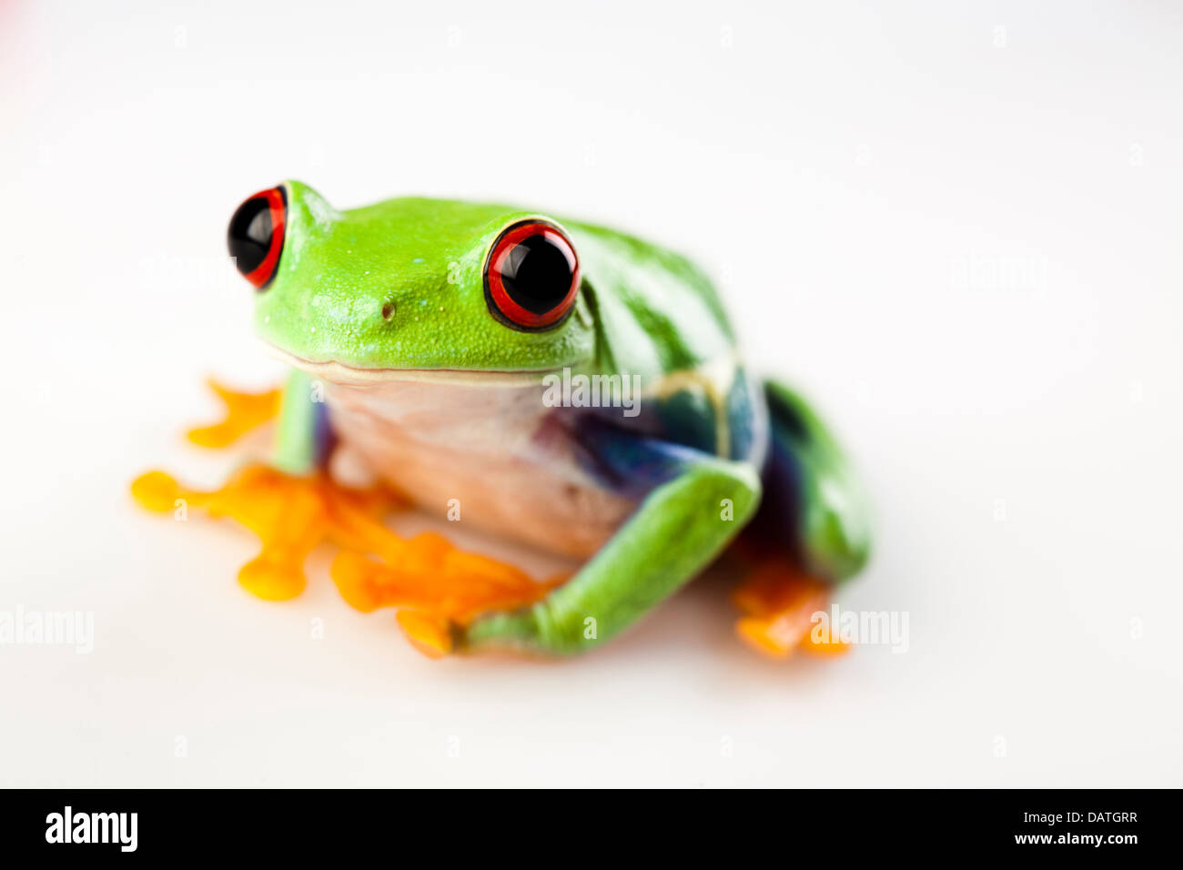 Piccolo animale red eyed frog Foto Stock
