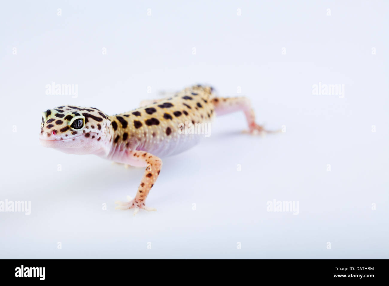 Piccolo rettile gecko lizard Foto Stock