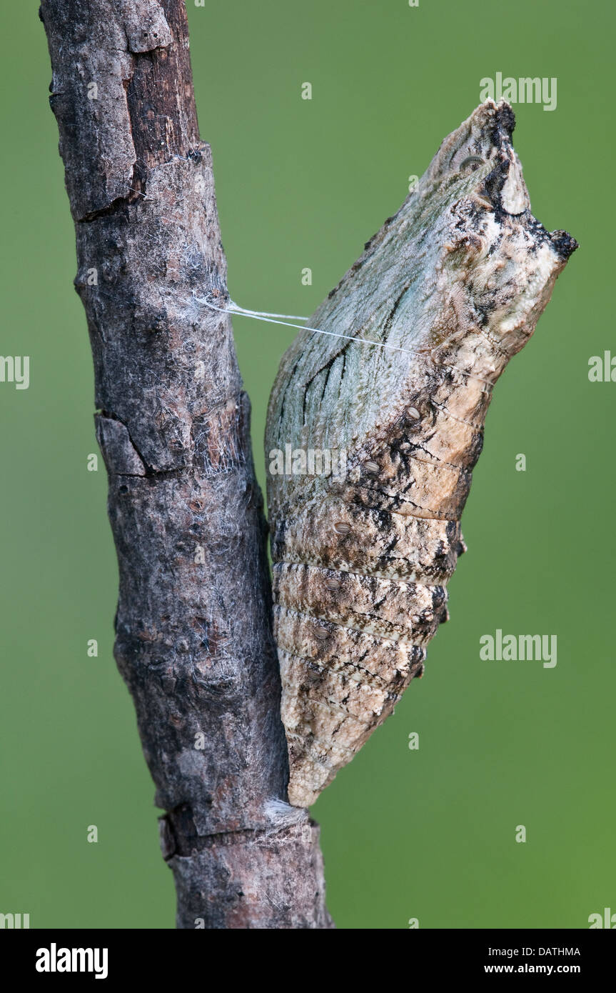 Crisalide di e nero a coda di rondine Butterfly Papilio polyxenes E USA, fase tardiva Foto Stock