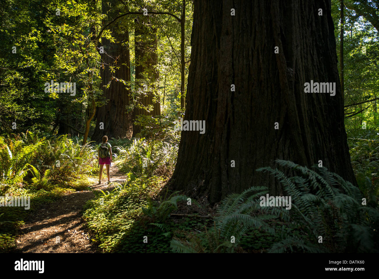 Escursionista in Tall Trees Grove, Prairie Creek Redwoods State Park, Orick, California Foto Stock