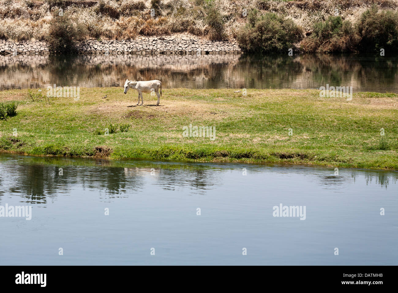 Riverbank scena con un asino in piedi sulla piccola isola riflessa nella superficie calma del fiume Nilo in Egitto Africa Foto Stock