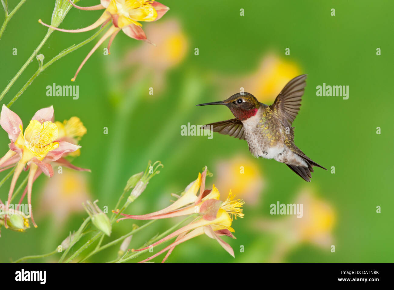 Maschio Hummingbird Ruby-throated in cerca di nettare da Columbine Fiori uccello Ornitologia Scienza natura ambiente naturale Foto Stock