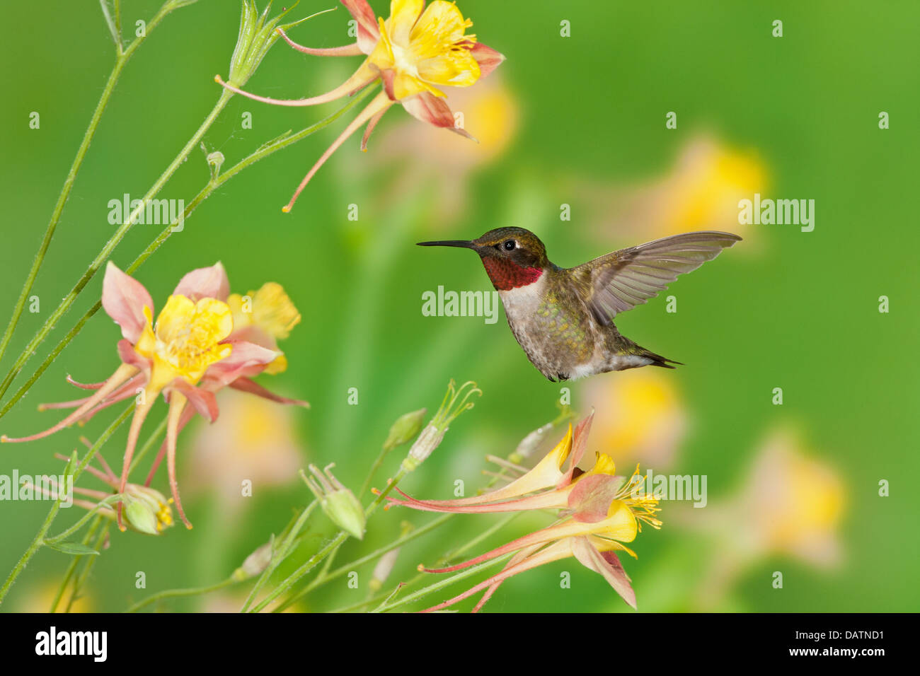 Maschio Hummingbird Ruby-throated in cerca di nettare da Columbine Fiori uccello Ornitologia Scienza natura ambiente naturale Foto Stock