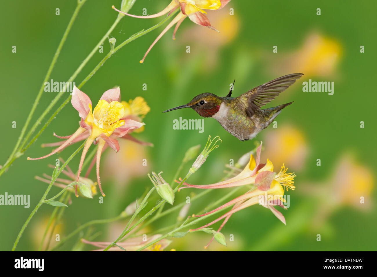 Maschio Hummingbird Ruby-throated in cerca di nettare da Columbine Fiori uccello Ornitologia Scienza natura ambiente naturale Foto Stock