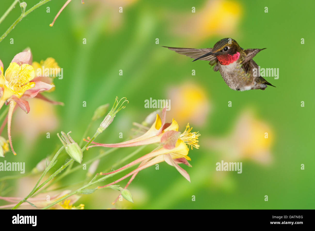 Maschio Hummingbird Ruby-throated in cerca di nettare da Columbine Fiori uccello Ornitologia Scienza natura ambiente naturale Foto Stock