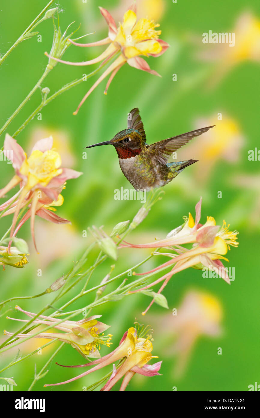 Hummingbird maschio Ruby-throated in cerca di nettare da Columbine Fiori - verticale uccello Ornitologia Scienza natura ambiente naturale Foto Stock