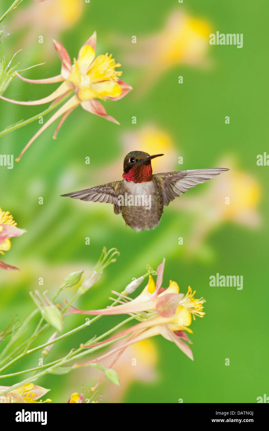 Hummingbird maschio Ruby-throated in cerca di nettare da Columbine Fiori - verticale uccello Ornitologia Scienza natura ambiente naturale Foto Stock