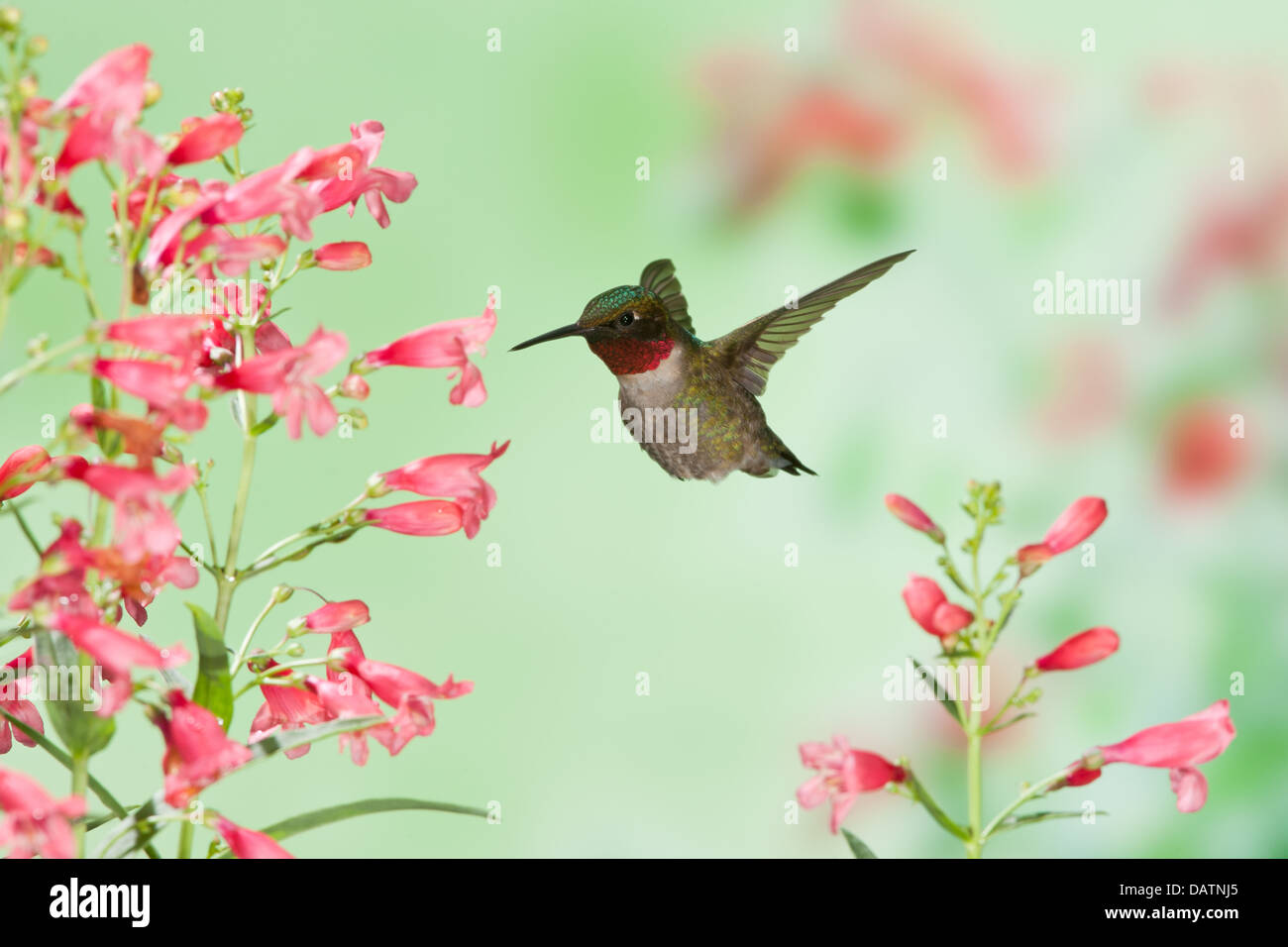 Hummingbird maschio Ruby-Throated in cerca di nettare da Pentemon Fiori uccello songbird Ornitologia Scienza natura natura ambiente Foto Stock