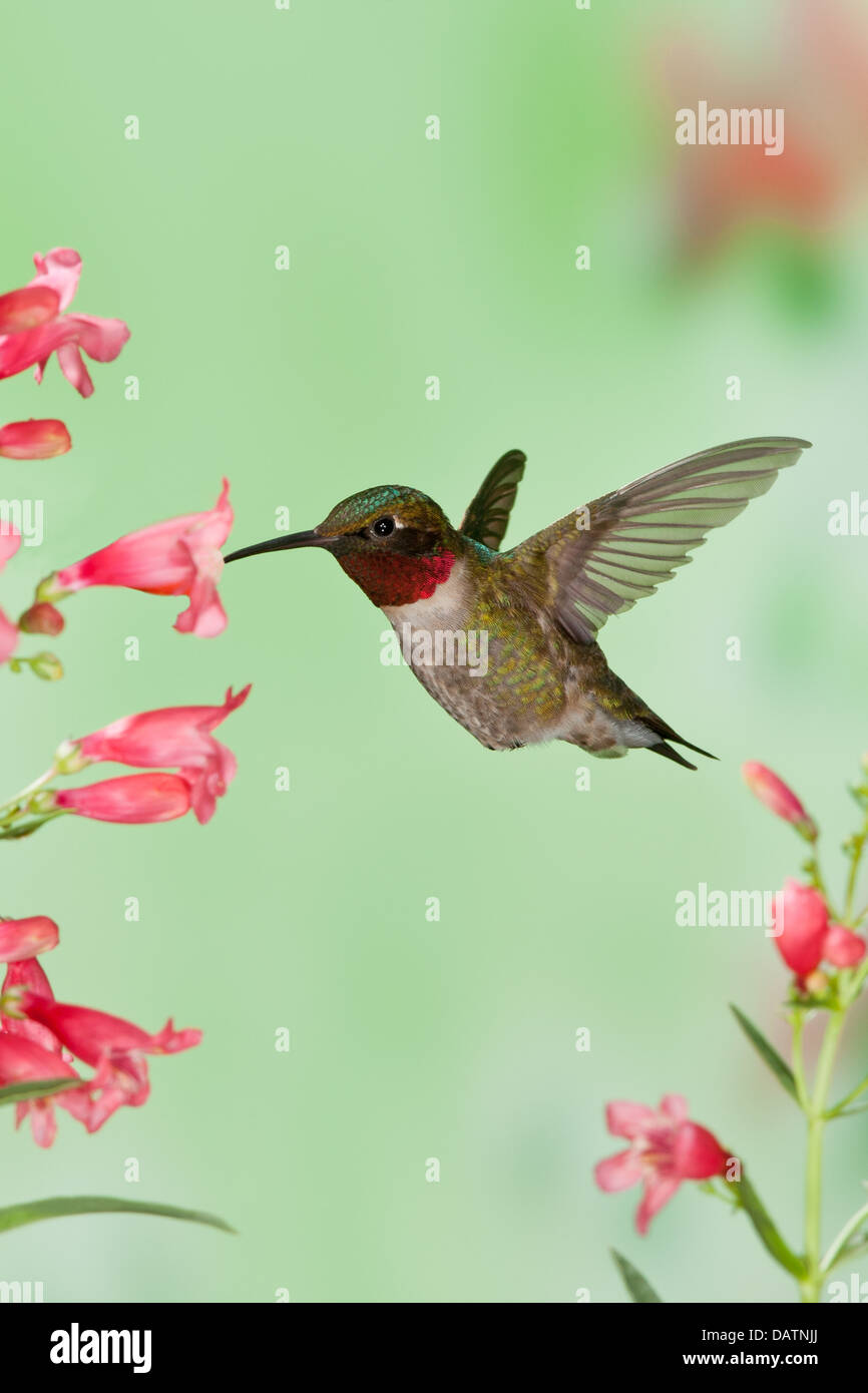 Maschio Hummingbird rubato in cerca di nettare da fiori di Pentemon - uccello verticale Ornitologia Scienza natura ambiente naturale Foto Stock