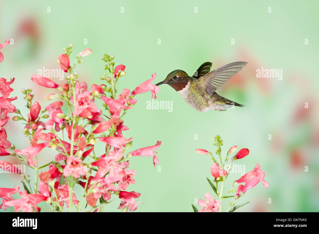 Hummingbird maschio Ruby-Throated in cerca di nettare da Pentemon Fiori uccello Ornitologia Scienza natura ambiente naturale Foto Stock