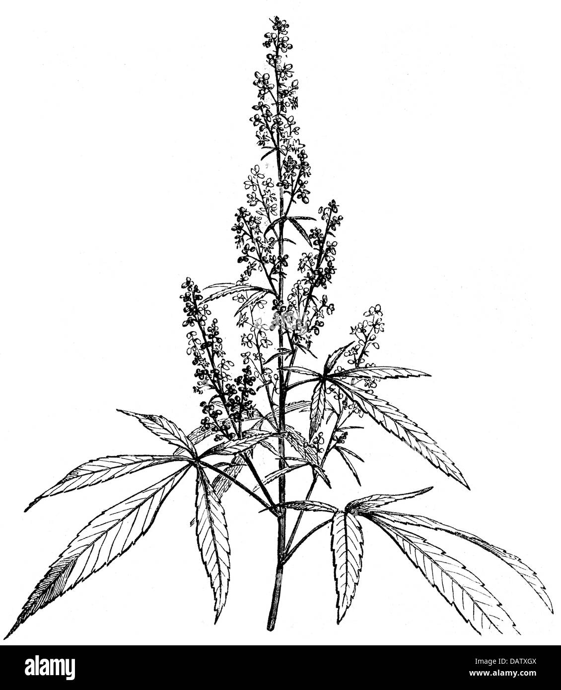 Botanica, canapa (cannabis), pianta maschile, fiori, radici e semi, incisione del legno, XIX secolo, foglia, foglie, radice, Cannabaceae, narcotici, droghe, narcotici, piante medicinali, piante, storiche, storiche, taglienti, clipping, ritaglio, ritaglio, diritti aggiuntivi-non disponibili Foto Stock