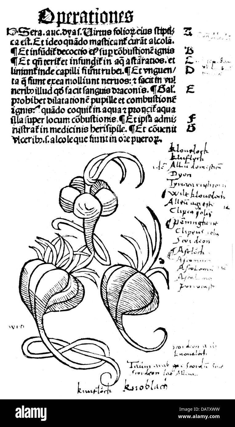 Botanica, erbe, aglio (Allium sativum), taglio di legno, pagina da 'Hortus sanitatis', stampato da Johannes Pruess, Strasburgo, circa 1499, diritti-aggiuntivi-clearences-non disponibile Foto Stock