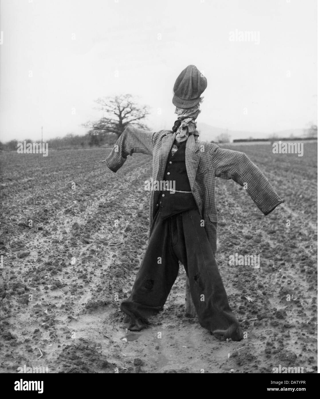 Agricoltura, lavoro agricolo, campo, scarecrow in piedi sul campo, anni 50, diritti aggiuntivi-clearences-non disponibile Foto Stock