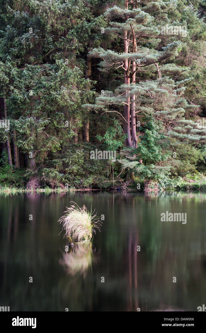 Una piccola isola di erba secca nel mezzo di un fiume sorvolati Brathay Dopo forti piogge con boschi di pino sull'altro lato. Foto Stock