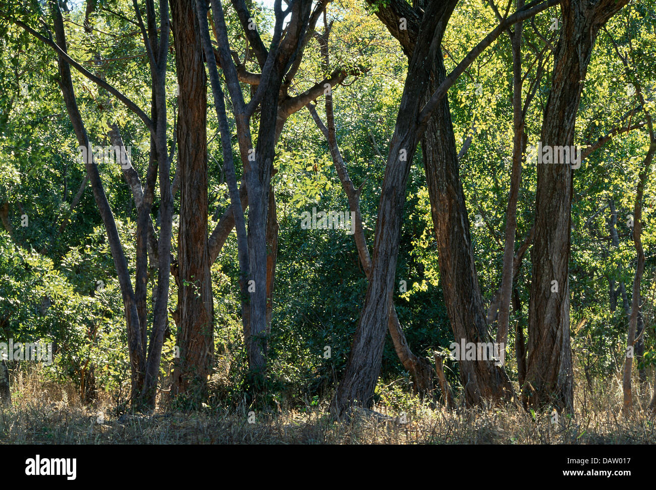 Una fotografia retroilluminata di alberi in Chisarira Ntional Park, Zimbabwe Foto Stock