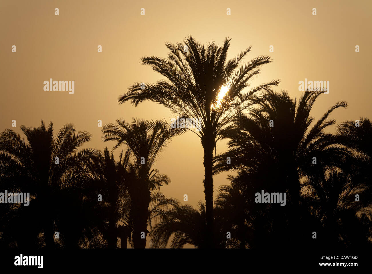 Chiusura del sole che tramonta dietro stagliano palme sulle rive del fiume Nilo in Egitto Foto Stock