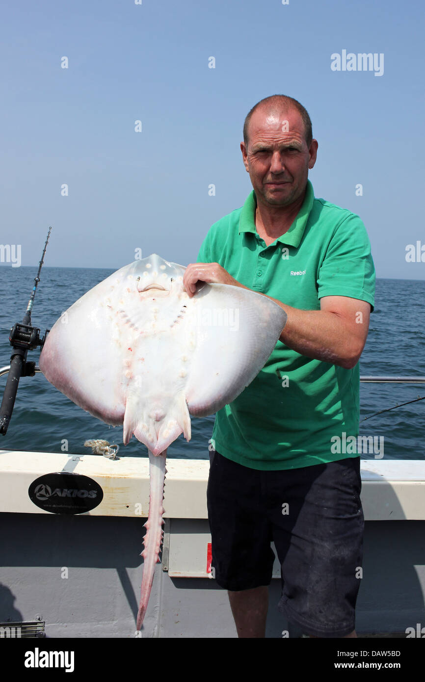 Fisherman Holding Thornback Ray Raja clavata Foto Stock