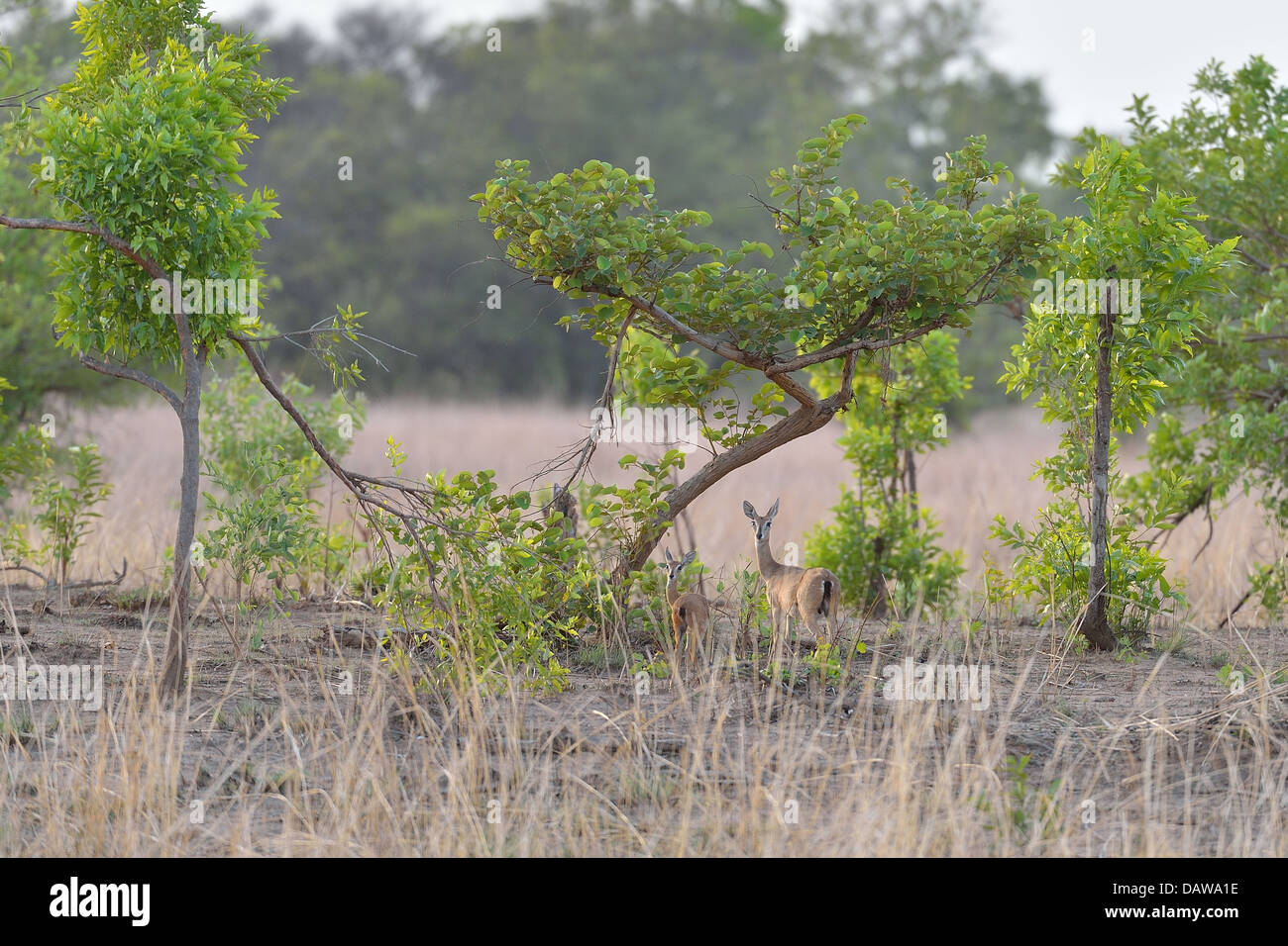 (Oribi Ourebia ourebi) madre & Young Pendjari National Park - Benin - Africa occidentale Foto Stock