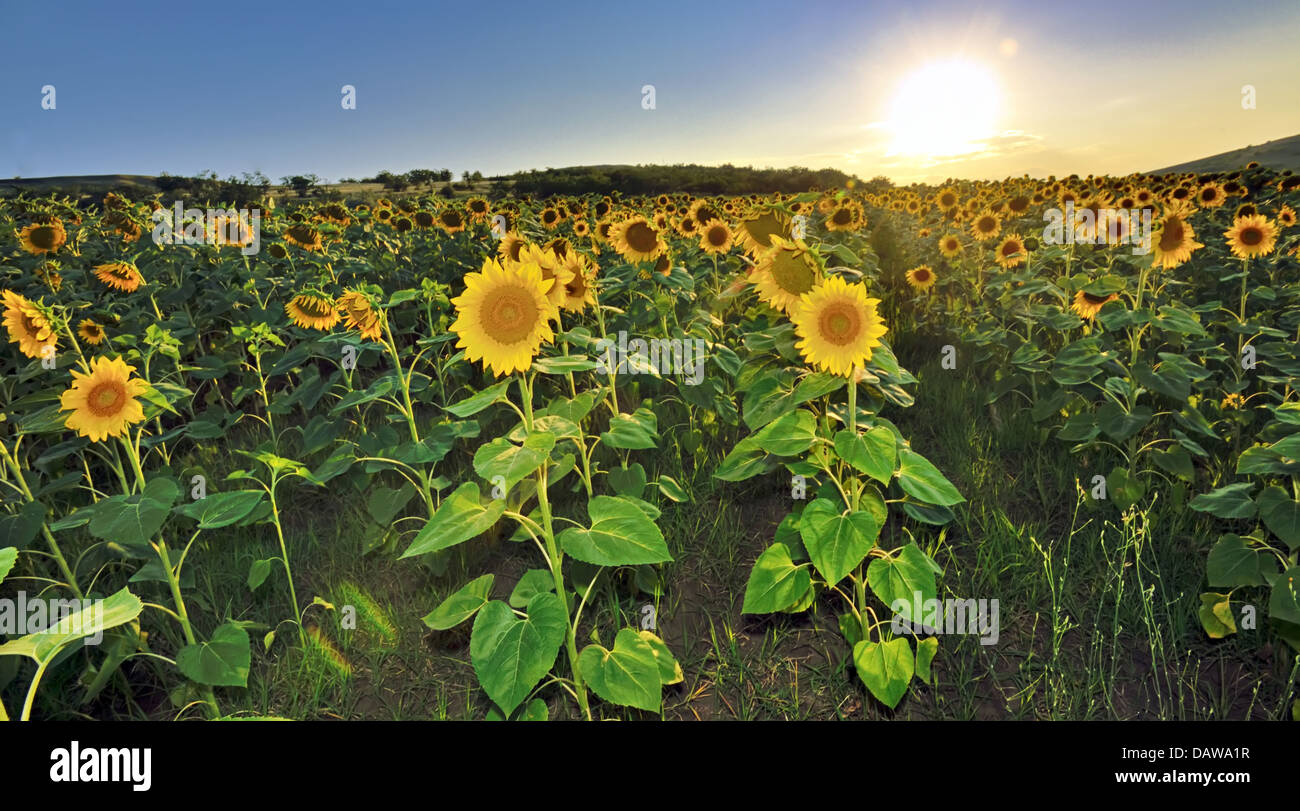 Bellissimo paesaggio con campo di girasole al tramonto Foto Stock