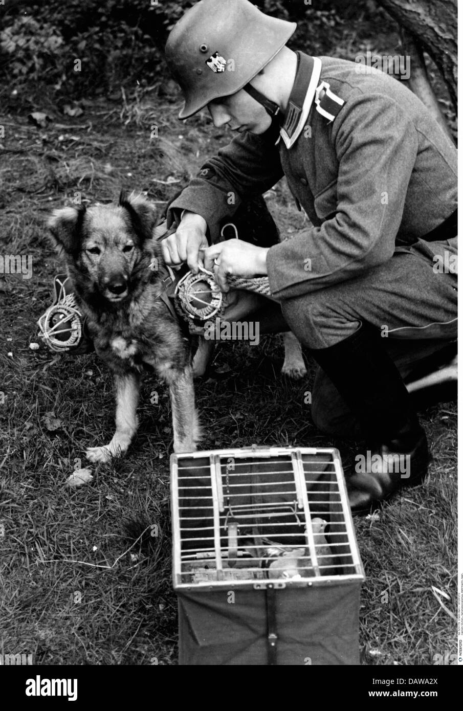 Nazismo / nazionalsocialismo, militare, Wehrmacht, esercito, truppe di comunicazione, NCO con messaggero cane e piccioni vettore, fine degli anni '30, diritti aggiuntivi-clearences-non disponibile Foto Stock