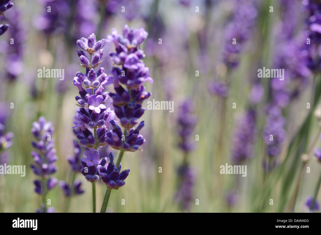 Bloom capi di viola lavanda proveniente int pieno fiore visto da vicino su steli Foto Stock