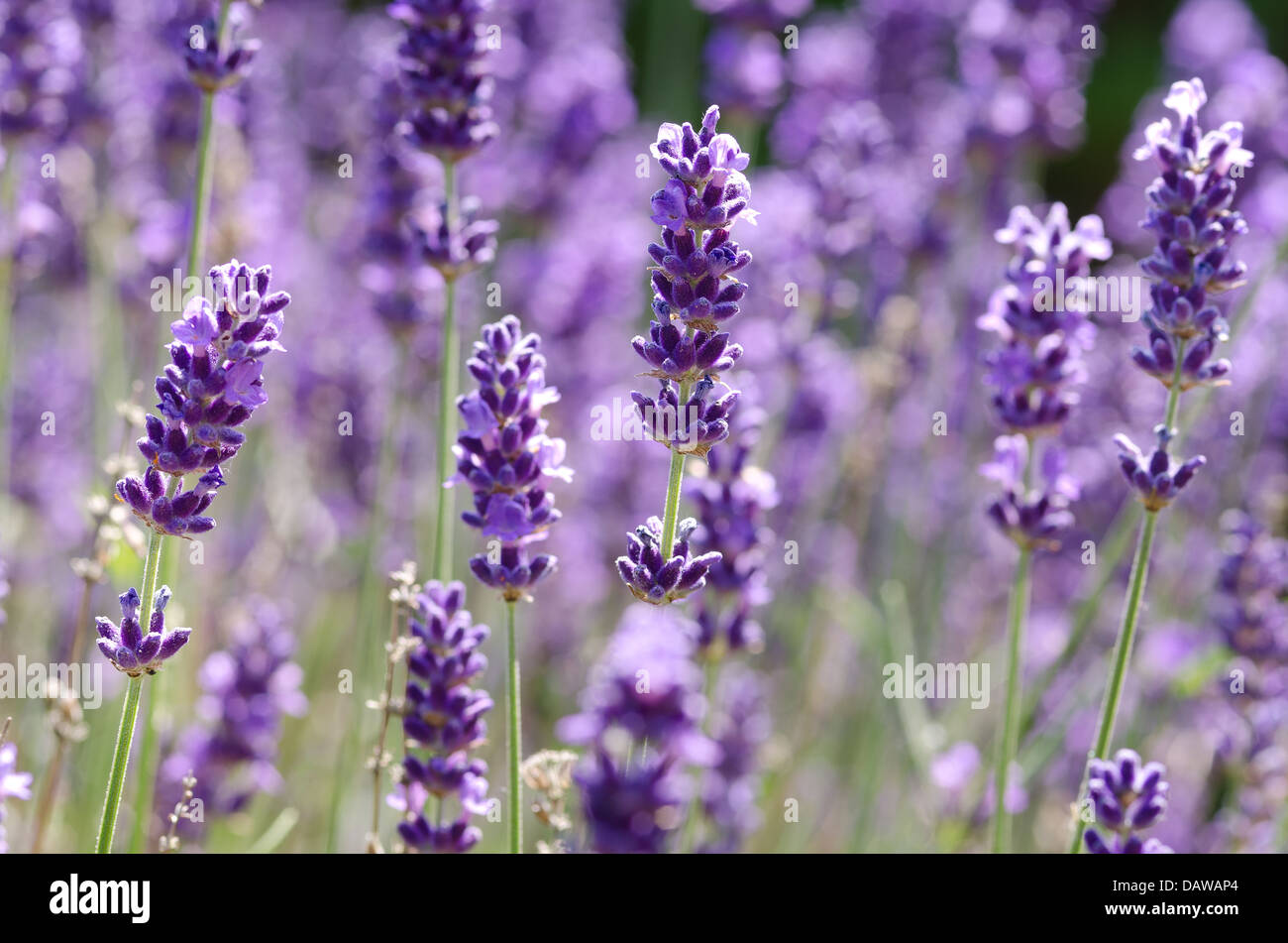 Bloom capi di viola lavanda proveniente int pieno fiore visto da vicino su steli Foto Stock