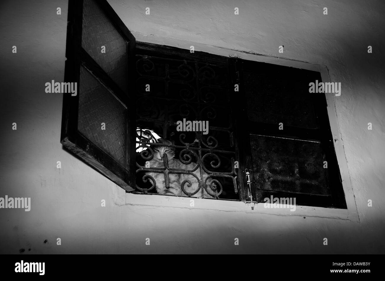 gatto in finestra Foto Stock