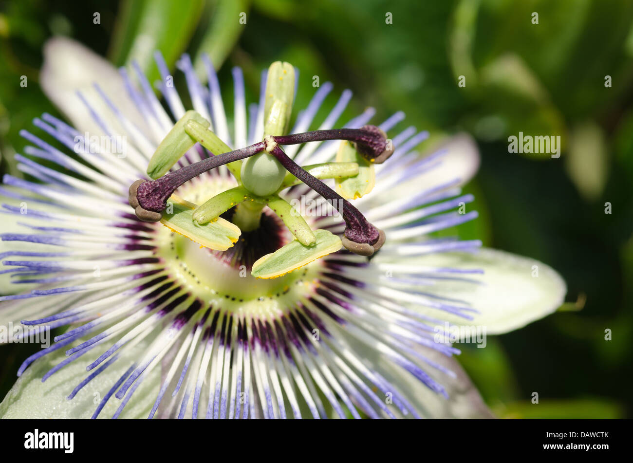 Unica passione blu fiore bianco contro chiuso bloom capi in pieno sole giornata soleggiata con 3 lo stigma e 5 antere Foto Stock