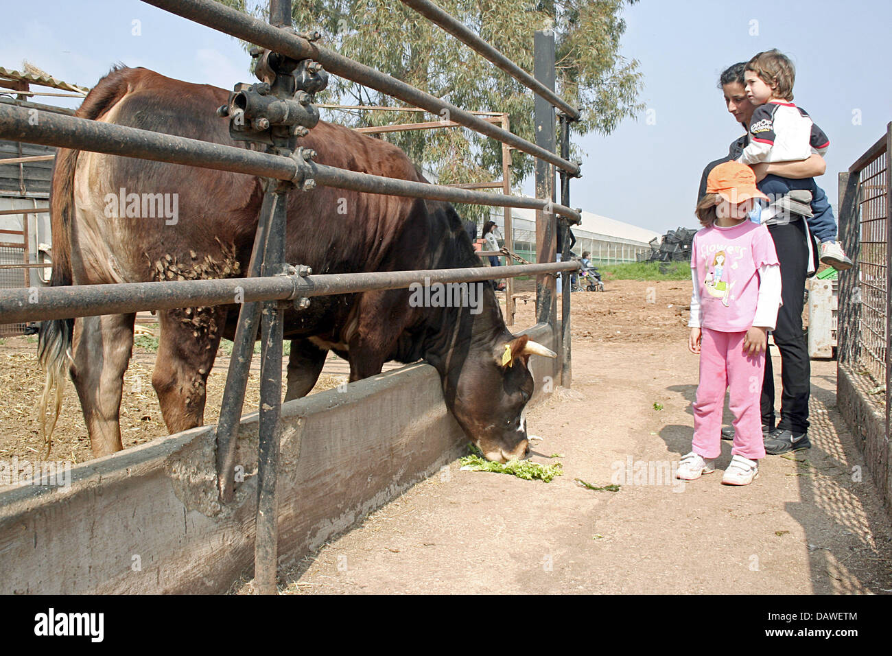 Visitatori alimentazione del bestiame presso la Agricultural coop " Agricoltura Nuova' vicino a Roma, Italia, 17 marzo 2007. Nel 1977 umemployed gli agricoltori e i lavoratori ha fondato la cooperativa che si basa sulle vendite dirette, energie alternative, agricoltura ecologica e la custodia degli animali nel loro ambiente naturale. Foto: Lars Halbauer Foto Stock