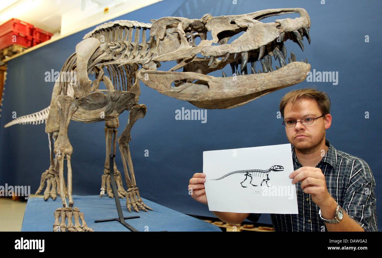 Scienziato di dinosauri Rainer Schoch del Museo di Storia Naturale di Stoccarda presenta un disegno di 230 milioni di anni midget-drago lucertola di quindici centimetri di altezza in Stoccarda, Germania, 20 settembre 2006. La midget-drago è un predecessore del 3,80 metri di lunghezza Batrachotomus kupferzellensis nel retro. Lo scheletro può essere visto presso il 'grande paese Exhibition 2007'. Foto: Essere Foto Stock