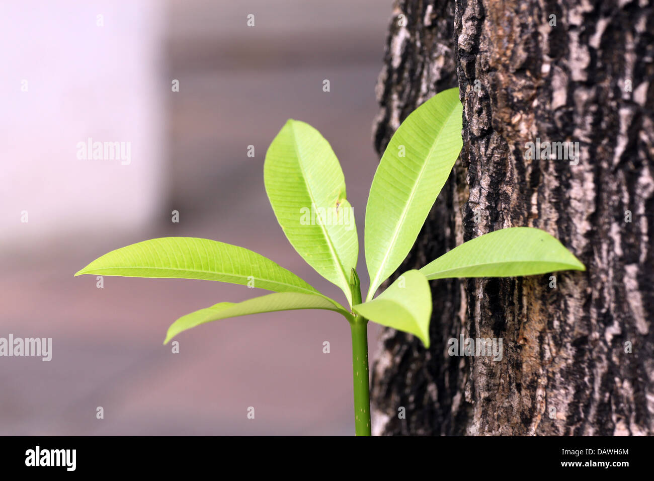 Il piccolo albero che cresce nei pressi di un grande albero nel giardino. Foto Stock