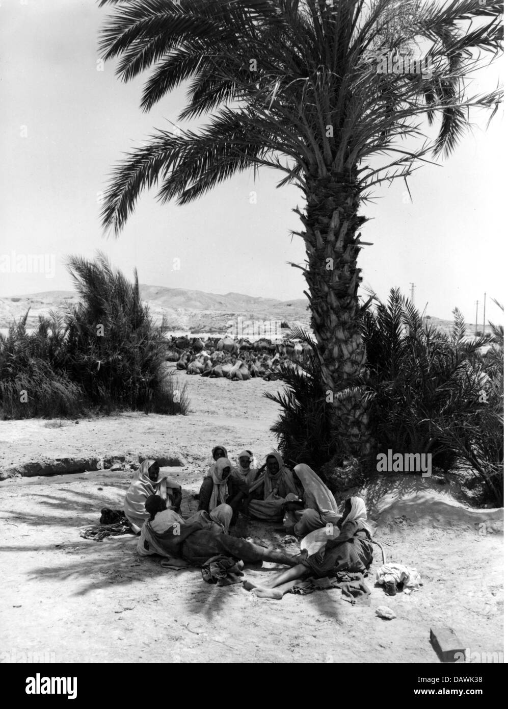 Geografia / viaggio, Tunisia, camel-drivers riposanti sotto una palma in un'oasi tunisina, sullo sfondo i loro cammelli in un buco d'acqua, circa anni '50, diritti aggiuntivi-clearences-non disponibile Foto Stock