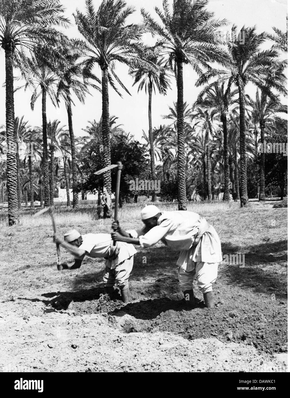 Geografia / viaggio, agricoltura, allevatori in zappa, oasi vicino Tripoli, intorno agli anni '50, diritti aggiuntivi-clearences-non disponibile Foto Stock