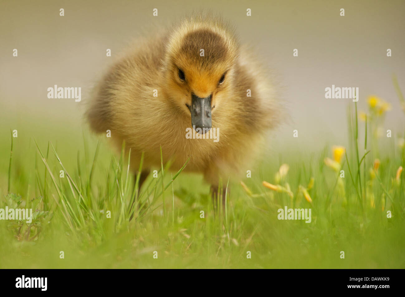 Canada Goose gosling in primavera Foto Stock