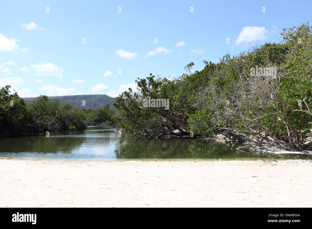 Mangrove, Guardalavaca, Cuba Foto Stock